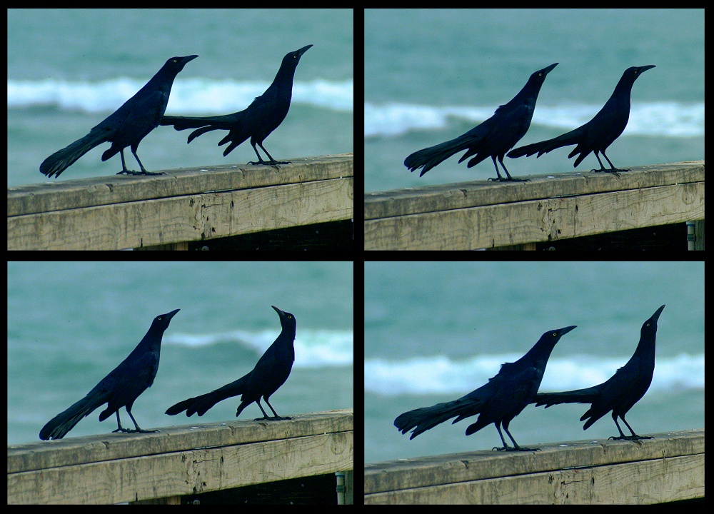 (25) crow montage.jpg   (1000x720)   276 Kb                                    Click to display next picture